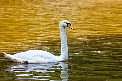 《重返猴岛》新预告 2022年登陆PC与NS平台